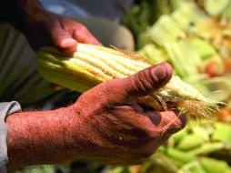 Los contratos del maíz serán los primeros en el MexDer. ESPECIAL  /