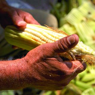 Alistan compra de opciones en MexDer