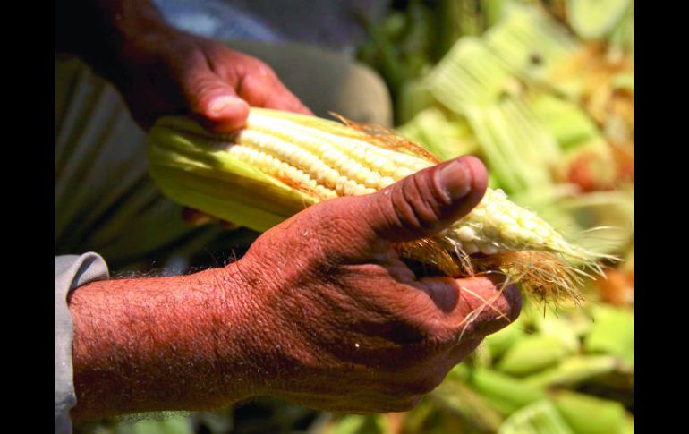 Los contratos del maíz serán los primeros en el MexDer. ESPECIAL  /