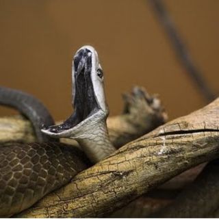 Hallan un veneno con un poder analgésico tan fuerte como la morfina