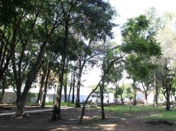 Urgen también a atender la problemática de muérdago en los árboles urbanos, ya que se trata de una planta parásito. ARCHIVO  /