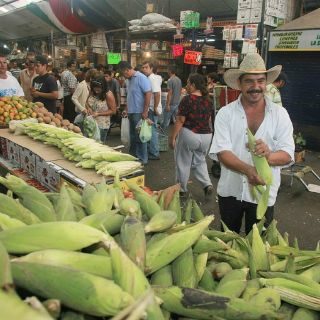 Expertos critican estudio sobre efectos del maíz transgénico