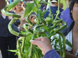 Para utilizar el bambú debe tener mínimo cuatro años de maduración. ARCHIVO  /