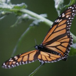 Reserva de la mariposa Monarca a salvo de tala ilegal