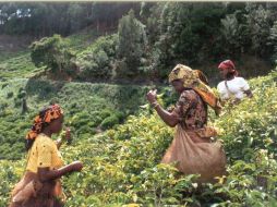 Zambia y Senegal han perdido sus hogares y los terrenos de los que dependían. ARCHIVO  /