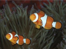 Para los peces a los que les gustan los espacios grandes y oscuros se ha construido una especie de cuevas. ARCHIVO  /