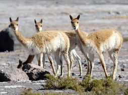 Un millón de vicuñas son testimonio de la forma en que se enfrenta esta responsabilidad. EFE  /