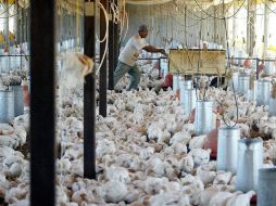 Tras la epidemia de gripe aviar en granjas de Jalisco, ya se presentan una demanda inicial de productores avícolas. ARCHIVO  /