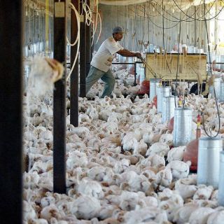 Crece el flujo de crédito hacia el agro de Jalisco: FIRA