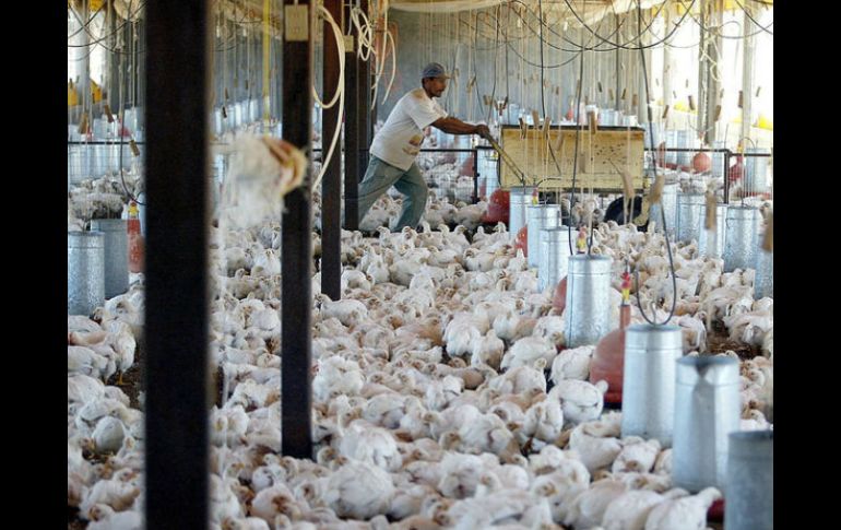 Tras la epidemia de gripe aviar en granjas de Jalisco, ya se presentan una demanda inicial de productores avícolas. ARCHIVO  /
