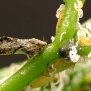 Liberan avispas benéficas para proteger cítricos