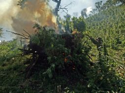 Elementos del Ejército mexicano participan en la destrucción e incineración de un sembradío de mariguana. XINHUA  /