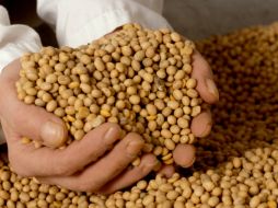 Dentro del proyecto ha participado un grupo multidisciplinario, conformado por los especialistas del INIFAP. ID  /