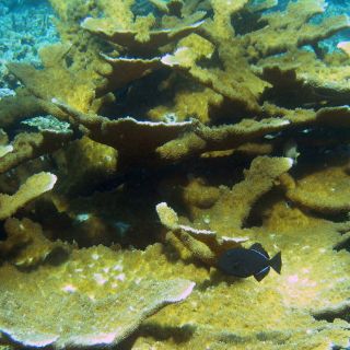 Científicos aprenden a combatir las estrellas que matan corales