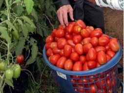 El gobierno mexicano confía en que no será necesario llegar a tribunales internacionales para resolver el tema del tomate. ARCHIVO  /