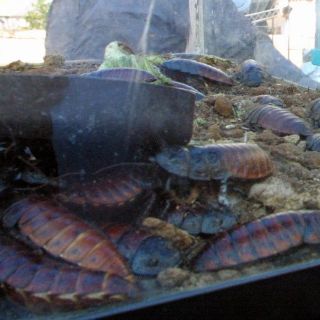 Hombre muere tras concurso de comer cucarachas