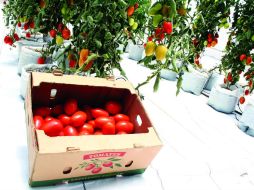 Repunte. Este año, la cosecha de tomate en Sinaloa, principal productor, se ha recuperado tras las heladas del 2011. ESPECIAL  /