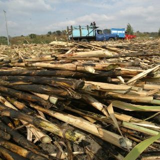 Colombia tiene 7 millones de hectáreas aptas para biocombustibles