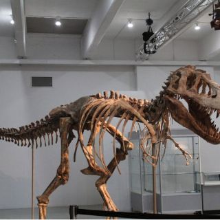 Los dinosaurios no pueden ser ''resucitados'' a través de su ADN