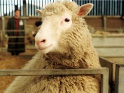 Dolly, la primera oveja clonada fue uno de los mayores éxitos de Campbell. AP  /