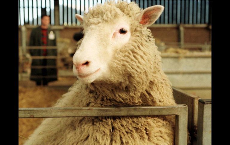 Dolly, la primera oveja clonada fue uno de los mayores éxitos de Campbell. AP  /