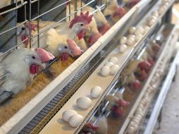 La SE afirmó que se han repoblado las granjas en la región de Jalisco, donde se dio el brote de influenza. ARCHIVO  /