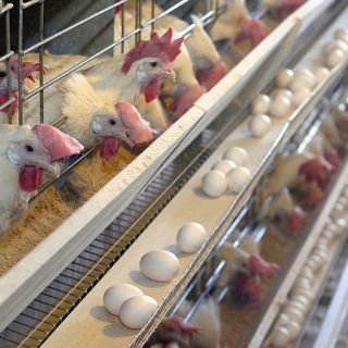 La SE reporta baja paulatina en precio del huevo