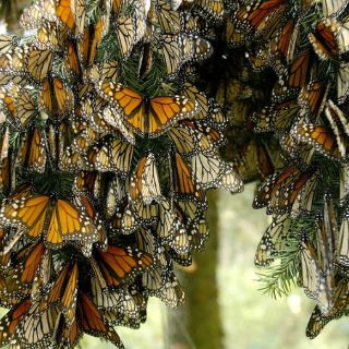 Organización trabaja en conservación de hábitat de la mariposa monarca