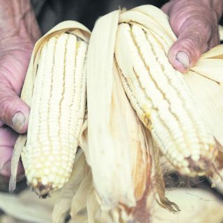 Crecerá 20% la compra de granos al exterior