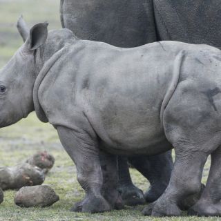 Récord en Sudáfrica por caza furtiva de rinocerontes