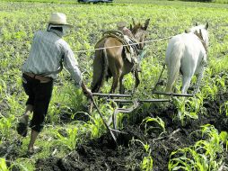 El equipo de Peña Nieto quiere generar políticas para detonar la producción en el sector rural. ARCHIVO  /