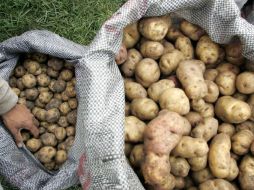 Productores de papa del país llamaron a frenar la importación sin arancel de ese tubérculo procedente de Estados Unidos. ARCHIVO  /