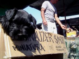 Sobre la venta de animales, refirió que es cuestión de voluntad de las autoridades para que apliquen la ley. ARCHIVO  /