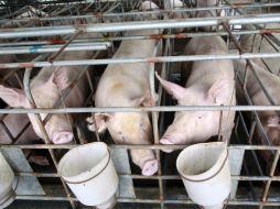 Jalisco aporta 22 por ciento de la producción nacional de carne de cerdo al año, por lo que se posiciona como líder del país.  ARCHIVO  /