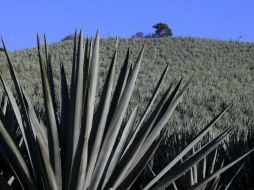 El reconocimiento contrarresta irregulares, como la venta de productos apócrifos que se aprovechan del prestigio del tequila. ARCHIVO  /