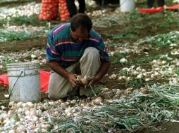 Los diferentes ministros de Agricultura se reunirán para proyectos en cooperación. ARCHIVO  /