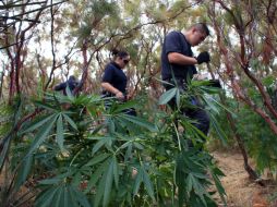 La droga, armas, vehículos y municiones bélicas fueron puestos a disposición de las autoridades correspondientes. ARCHIVO  /