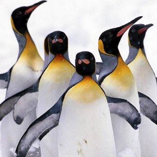 Proponen más protección para la vida marina en la Antártida