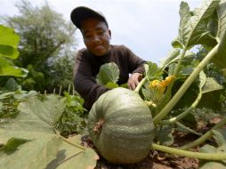 Con todo el alimento que se desperdicia podría alimentarse a 500 millones de personas. ARCHIVO  /