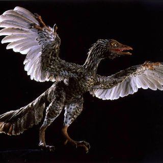 Dinosaurios usaban plumaje para cortejar