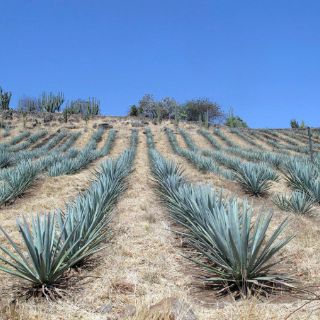 Ruta del Tequila tendrá verbenas musicales en noviembre