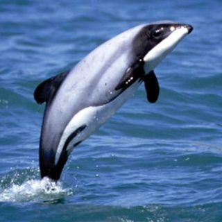 Sólo hay 55 ejemplares adultos de Delfín de Maui: Greenpeace