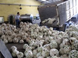 Debido a la menor producción de tequila en este año, el consumo de agave tequilero ha caído casi 10 por ciento. ARCHIVO  /
