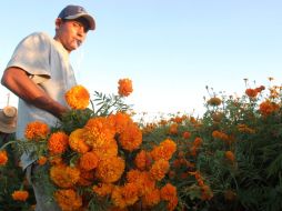 Los pigmentos de esta flor se utilizan para dar color a la carne de pollo y al huevo rojo. ARCHIVO  /