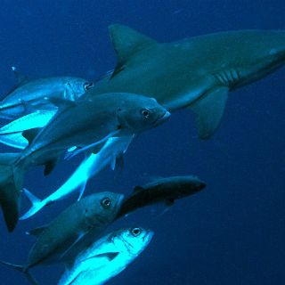 Detienen en reserva marina de Galápagos a pesquero con 41 cuerpos de tiburón