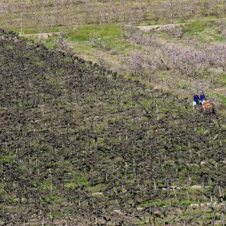 África necesita confianza para aceptar biotecnología