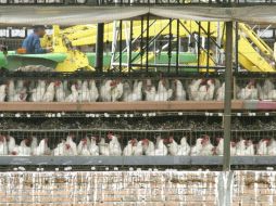 Con el apoyo de la Sagarpa, los avicultores jaliscienses esperan poder recuperarse del golpe de la gripe aviar. ARCHIVO  /