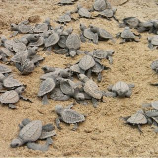 Jóvenes en pacífico hondureño rescatan a tortuga golfina