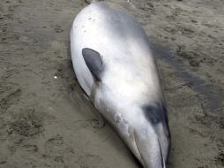 Fotografía facilitada por el Gobierno de Nueva Zelanda, de un ejemplar de ballena picuda de Gray. EFE  /