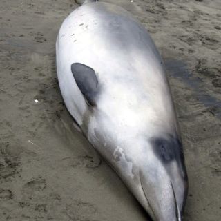 Identifican a la ballena más enigmática de los océanos